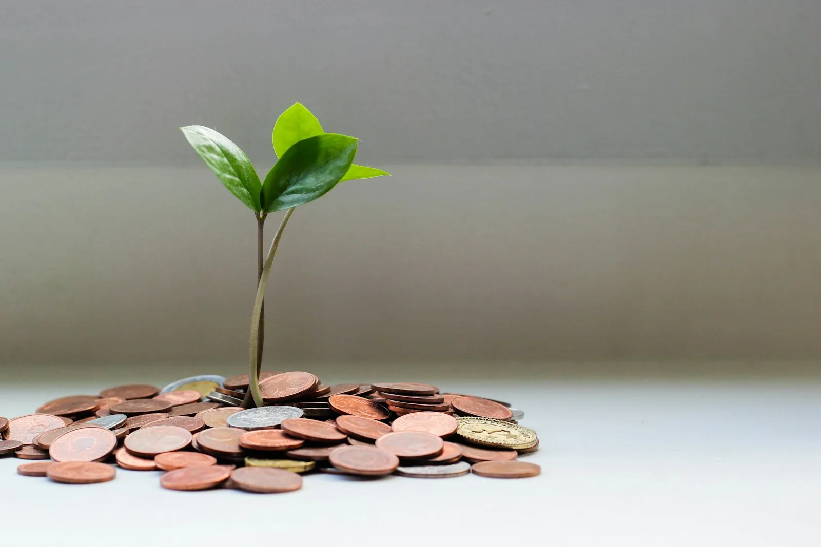 Photo of a sapling growing out of coins. A sign of growth in money and savings.