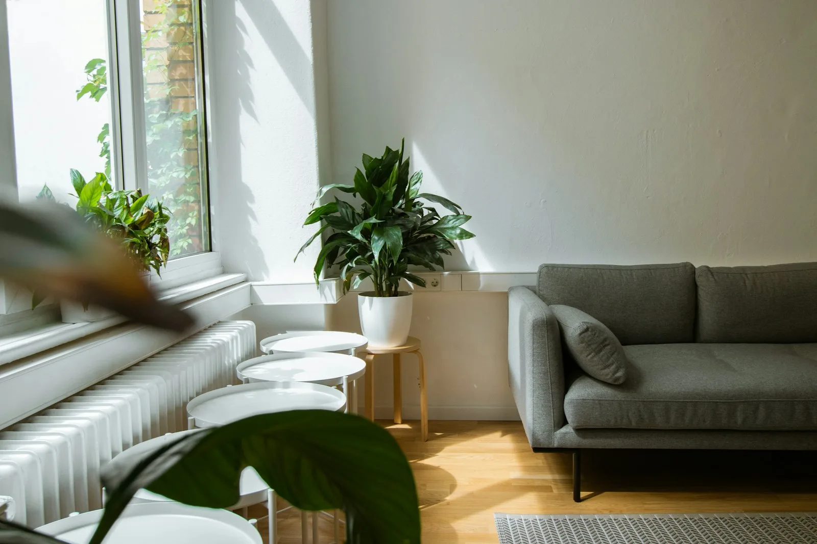 Image of a living room with indoor plants