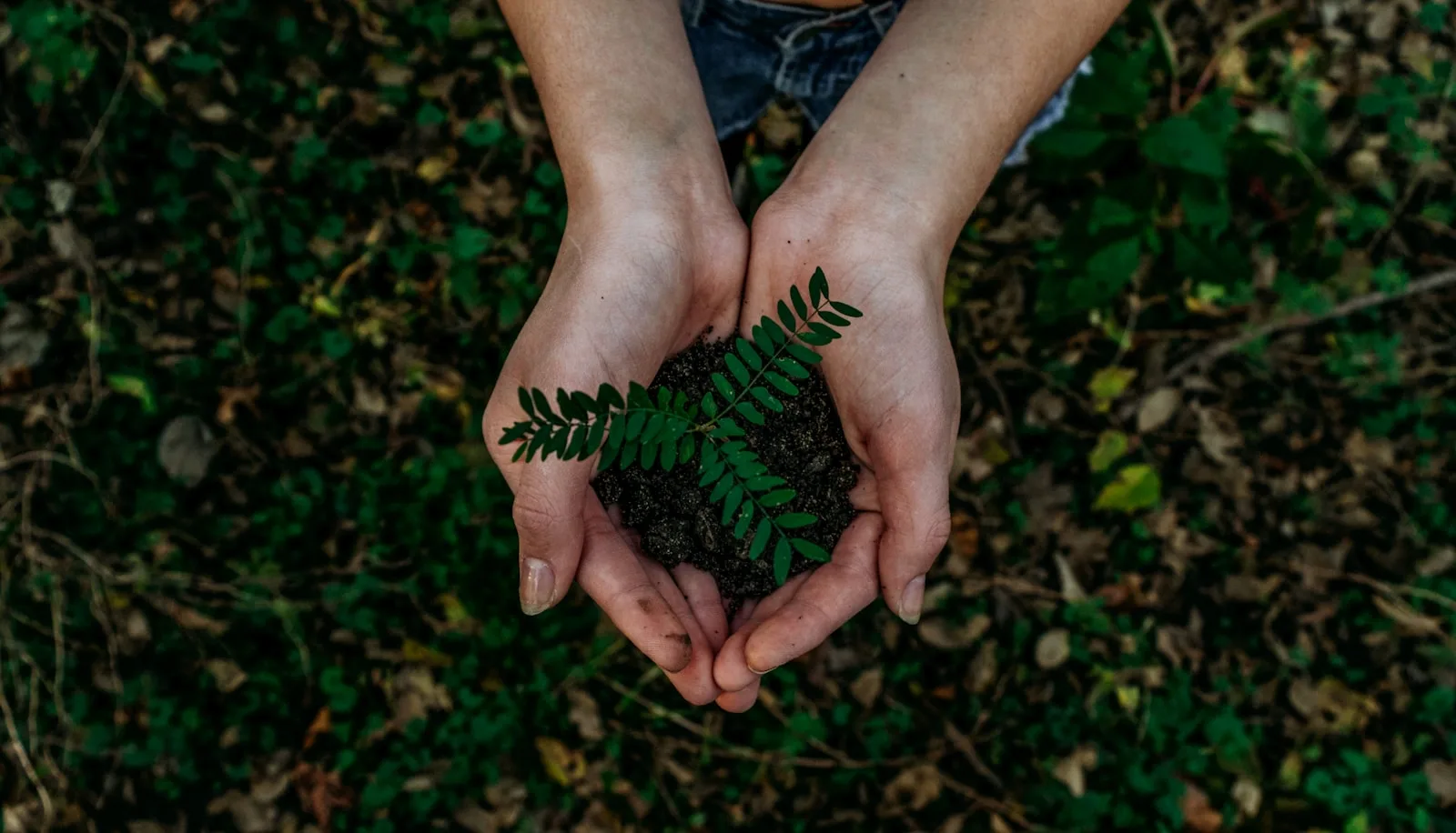 A person holding a plant sapling in their hand