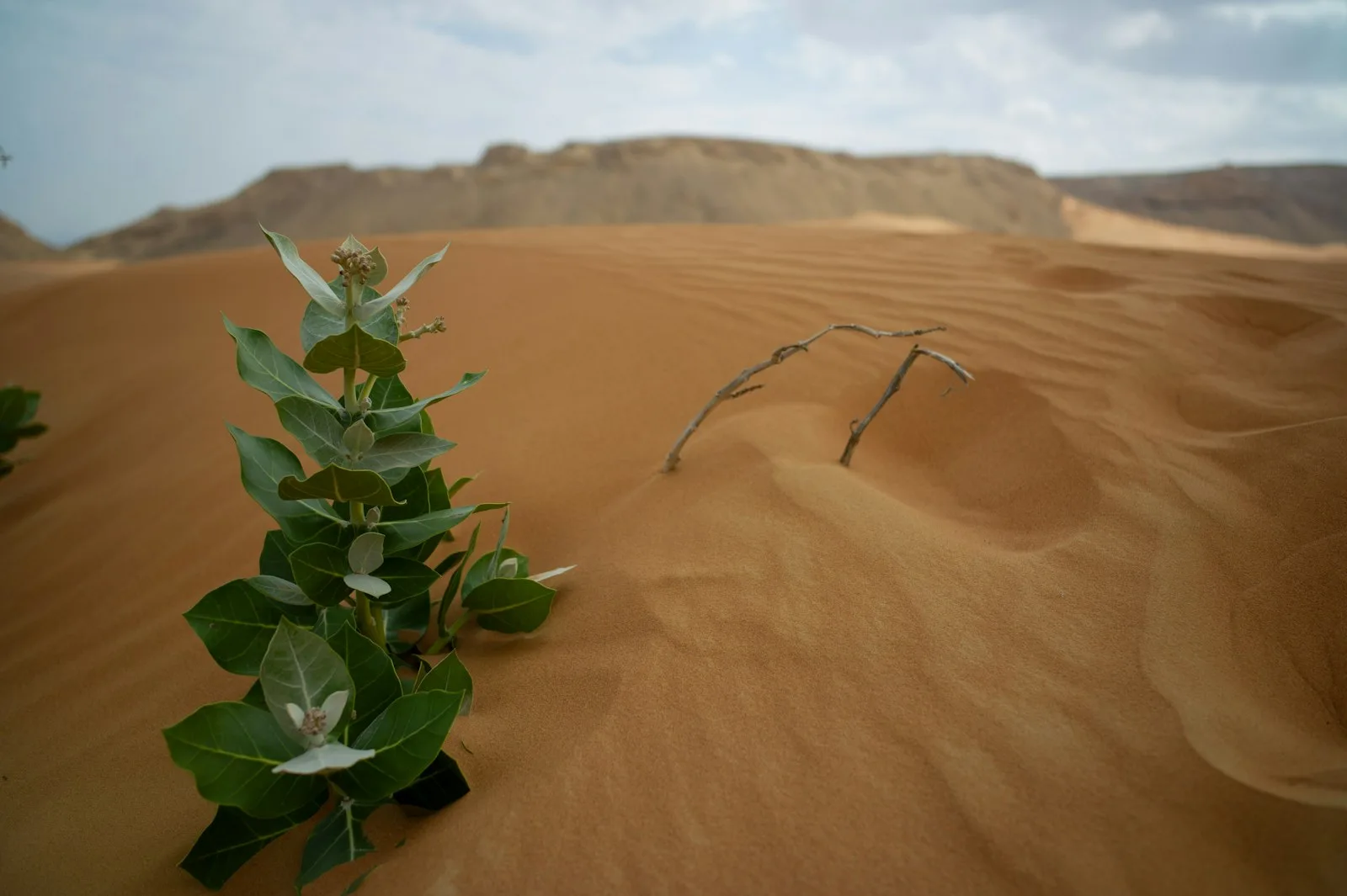 Image of a green plant in a desert, showing the persistent nature of it.